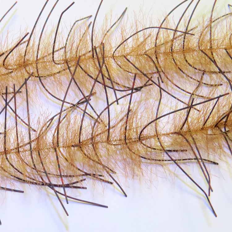 H2O LIVELY LEGS CRUSTACEAN BRUSH 1"