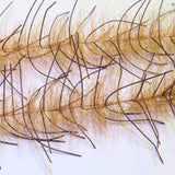 H2O LIVELY LEGS CRUSTACEAN BRUSH 1"
