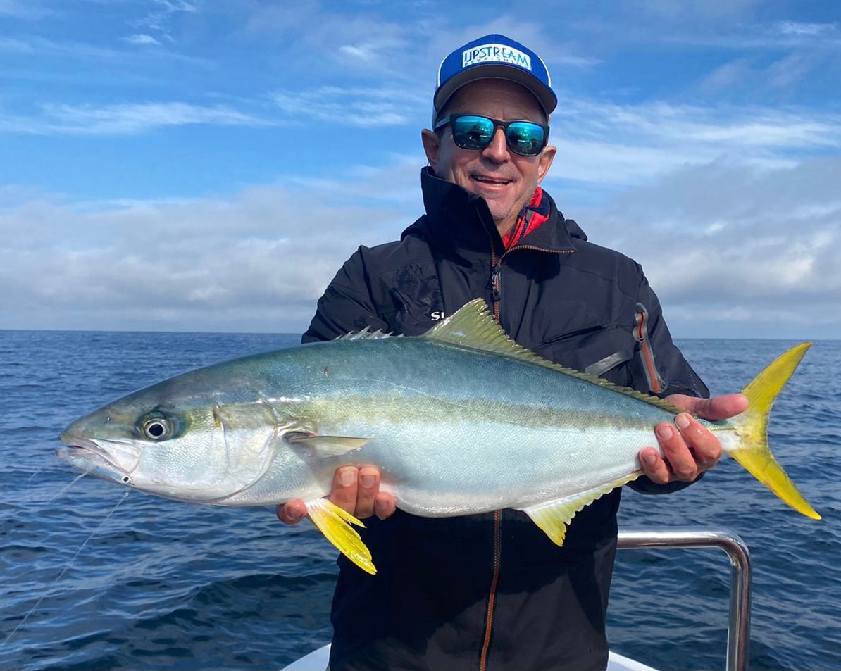 Cape Yellowtail - Guided Inshore saltwater flyfishing