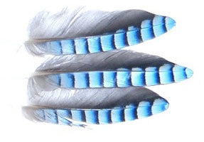 VENIARD BLUE JAY WING HACKLES