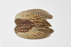 VENIARD COCK PHEASANT WING PAIRS