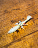 CUSTOM TIE JAMES CHRISTMAS SAND PRAWN