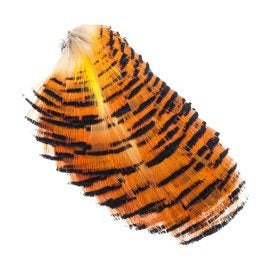 WAPSI GOLDEN PHEASANT FEATHERS