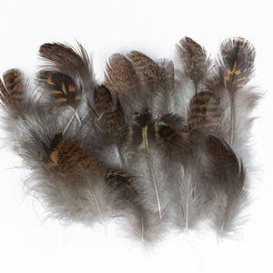 VENIARD GROUSE BODY PLUMAGE