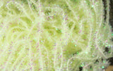 HARELINE MIDGE CACTUS CHENILLE