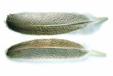 VENIARD MOTTLED TURKEY QUILLS