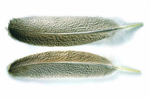 VENIARD MOTTLED TURKEY QUILLS