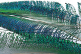 VENIARD PEACOCK SWORD TAILS
