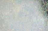 HARELINE RIPPLE ICE DUB