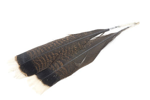 VENIARD TURKEY TAIL FEATHERS