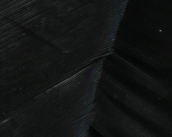 HARELINE TURKEY BIOT QUILLS