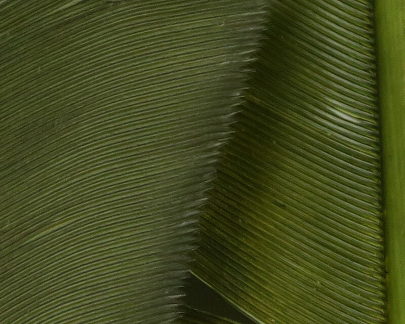 HARELINE TURKEY BIOT QUILLS