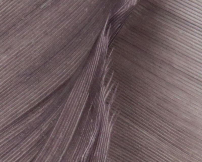 HARELINE TURKEY BIOT QUILLS
