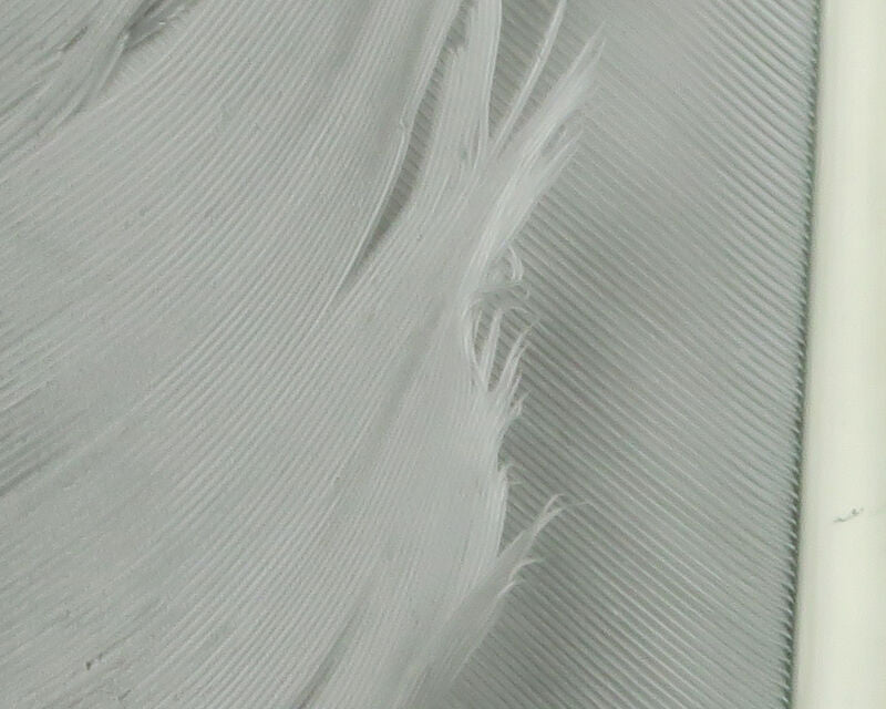 HARELINE TURKEY BIOT QUILLS