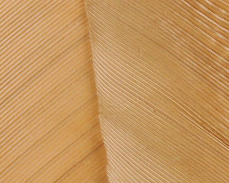 HARELINE TURKEY BIOT QUILLS