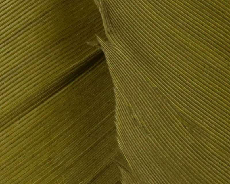 HARELINE TURKEY BIOT QUILLS