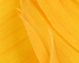 HARELINE TURKEY BIOT QUILLS