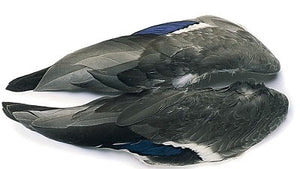 VENIARD MALLARD DUCK WING PAIRS